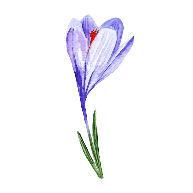 Aquarel paarse krokus bloem geïsoleerd op witte clipart