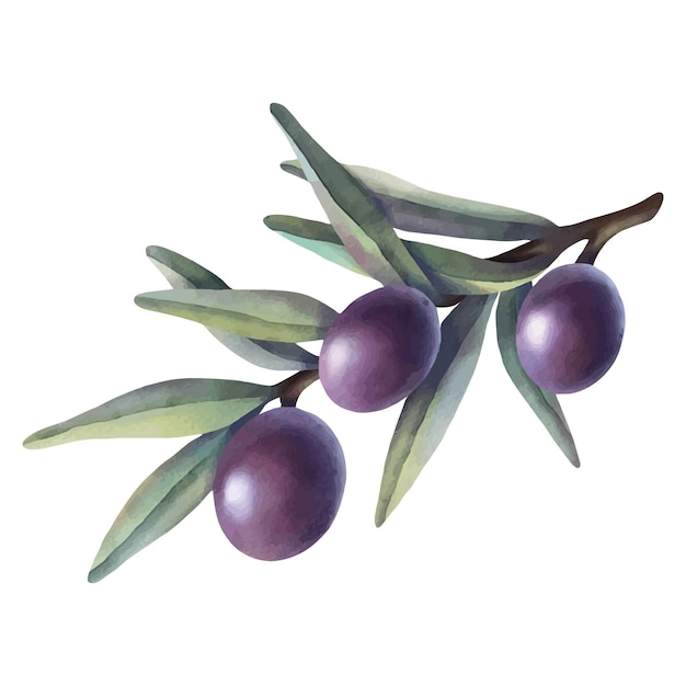 Aquarel paarse olijftak