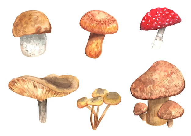 Aquarel paddestoelen clipart Illustratie bundel