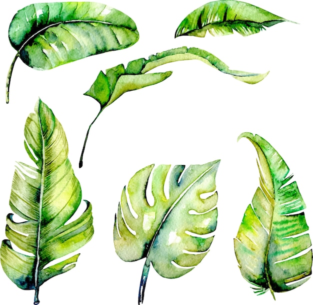 Aquarel palm tropische groene bladeren illustraties