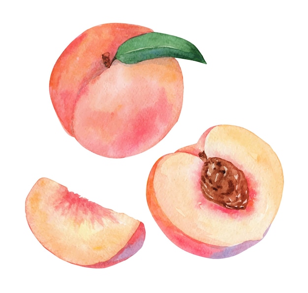 Aquarel perzik fruit set geïsoleerd op wit