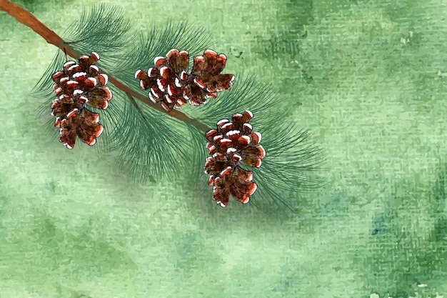 Aquarel pine tak met dennenappel illustratie.