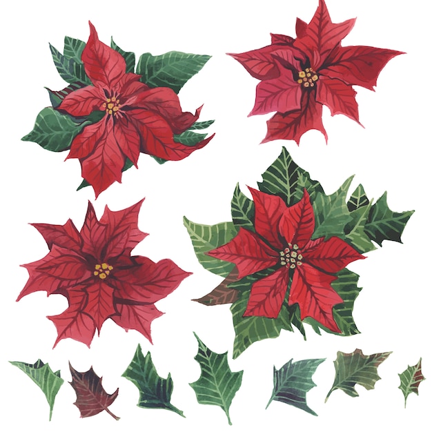 Aquarel poinsettia met kerst bloemen decor.