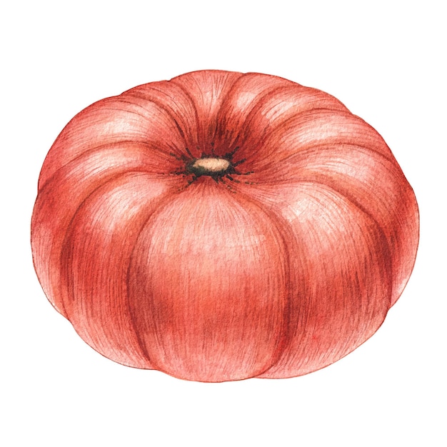 Aquarel pompoen