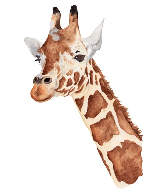 Aquarel portret van een giraffe