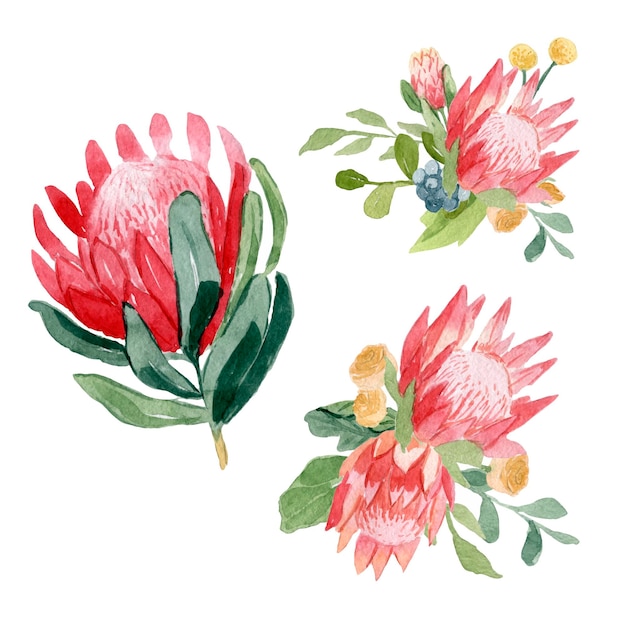 Aquarel protea bloem illustratie