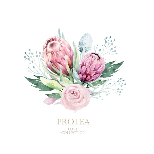 Aquarel protea hand getekende illustratie