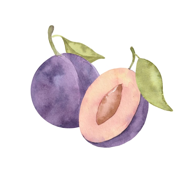 Vector aquarel pruimenfruit met bladeren