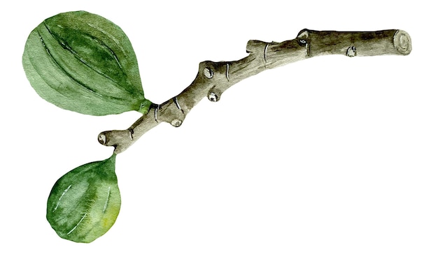 Aquarel realistische illustratie van vijgen of ficus carica tak en verlof