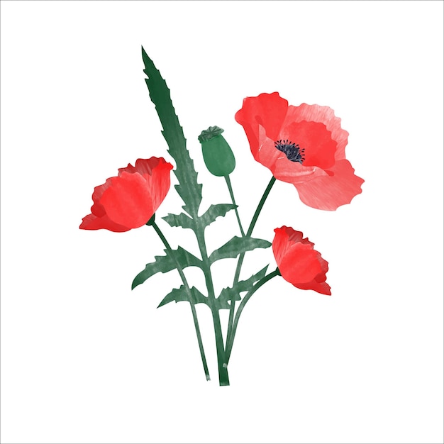 Aquarel rode papaver bloemen illustratie geïsoleerd op een witte achtergrond kleurrijke aquarel bloemen