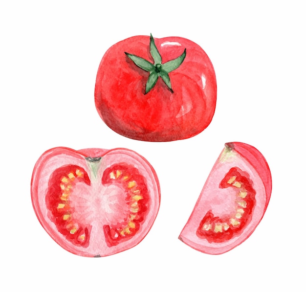 Aquarel rode tomaat illustraties set geïsoleerd op een witte achtergrond. Hand getrokken groente