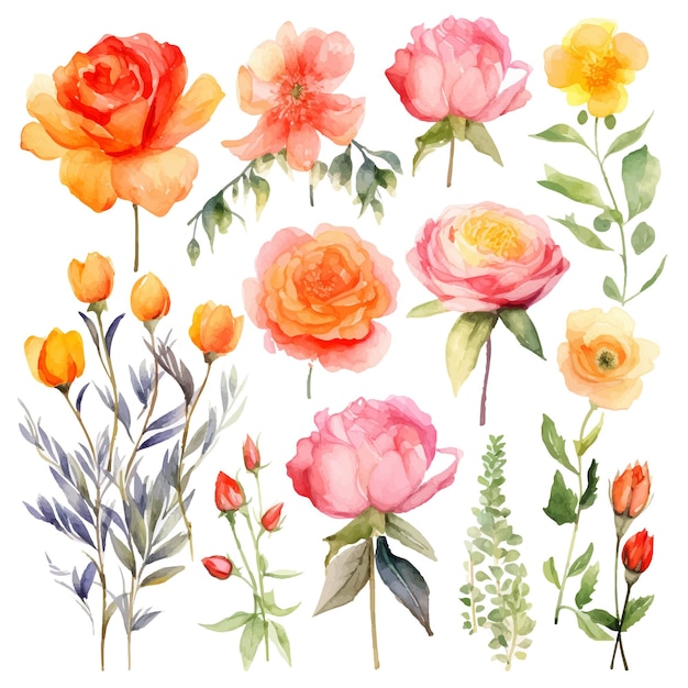 Aquarel roos bloemen set vector