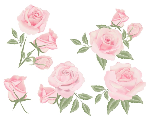 Aquarel roos boeket illustratie