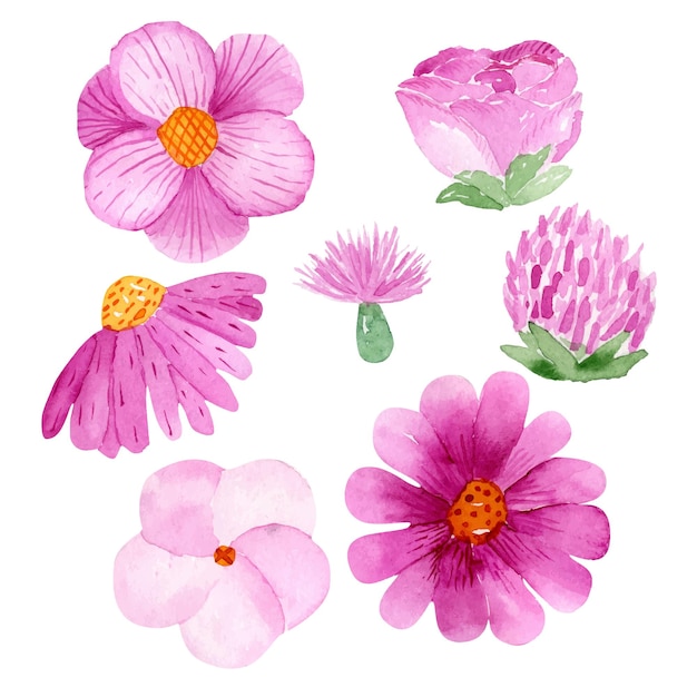 Aquarel roze bloemen instellen geïsoleerde illustratie op witte achtergrond verzameling van bloemhoofdjes