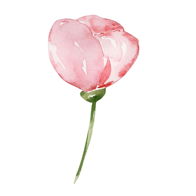 Aquarel roze delicate rozenbottel bloemknop herfst bloemen