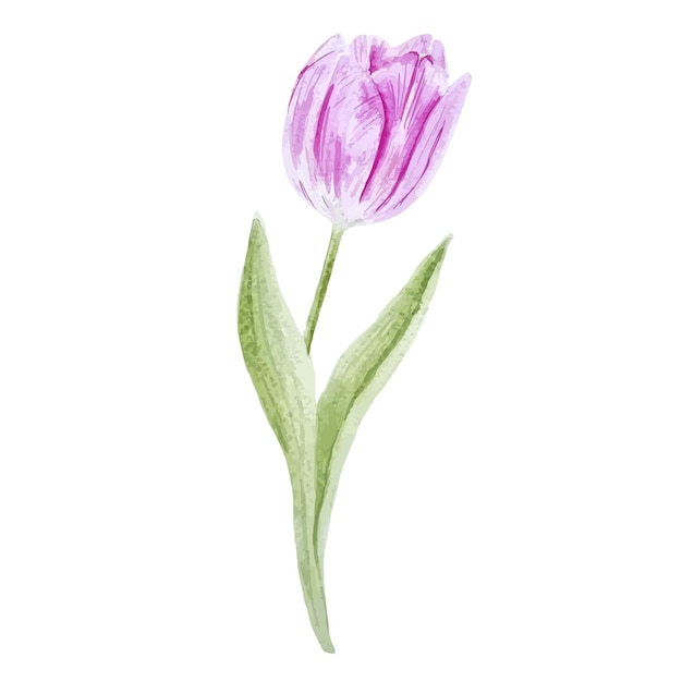 Aquarel roze tulp bloem hand getekende clipart