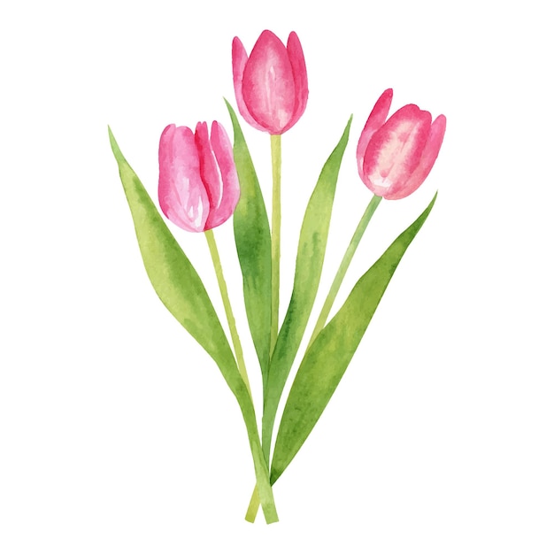 Aquarel roze tulpen boeket geïsoleerd op een witte achtergrond Lente bloemen vectorillustratie