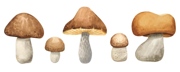 Aquarel set bos eetbare paddestoelen met een bruine hoed. Vegetarisch eten