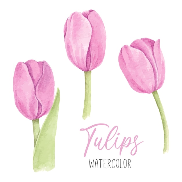 Aquarel set met roze tulpen