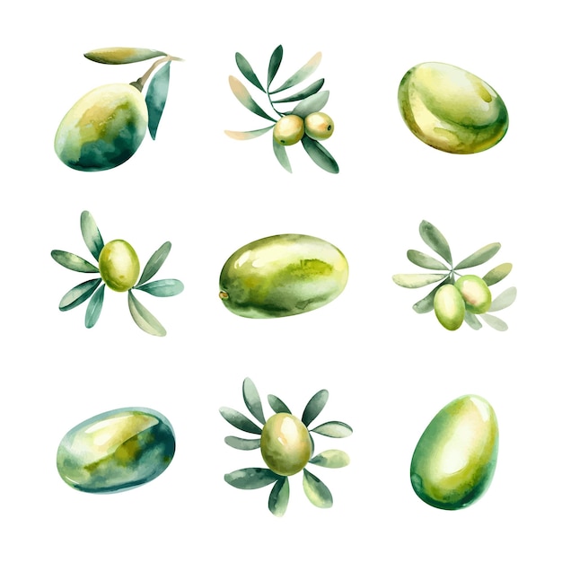 Aquarel set olijven met bladeren Hand getrokken illustratie geïsoleerd op een witte achtergrond