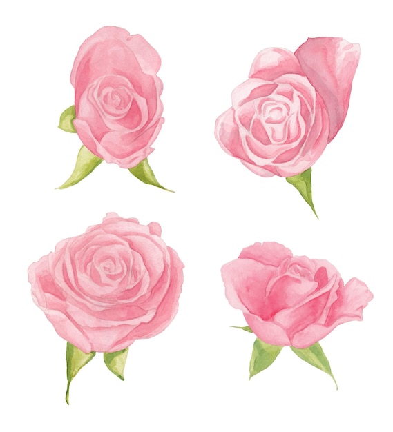 Aquarel set roze rozenknopjes