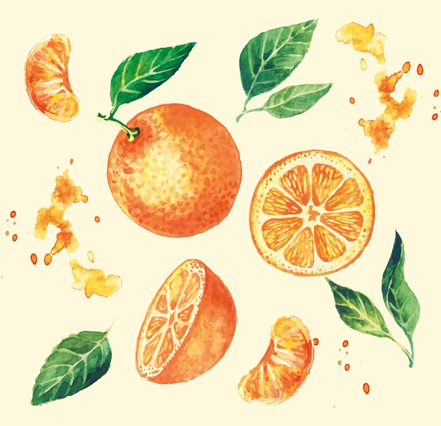 Aquarel set sinaasappelen mandarijnen