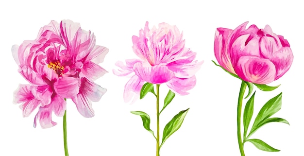 Vector aquarel set van pioenen drie roze bloemen voor boeket met de hand getekend geïsoleerd