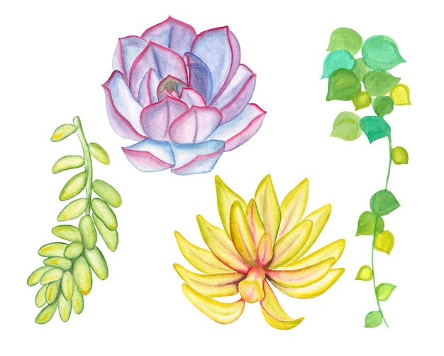Aquarel succulente clipart set, met de hand getekende kleurrijke succulenten illustratie