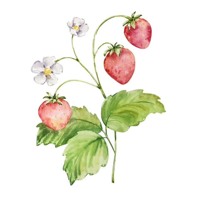 Aquarel tak met aardbeien en bloemen