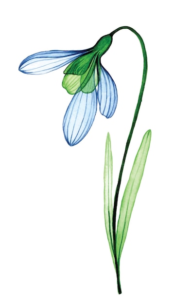 Vector aquarel tekenen transparante bloem sneeuwklokje blauwe lentebloemen tederheid netjes