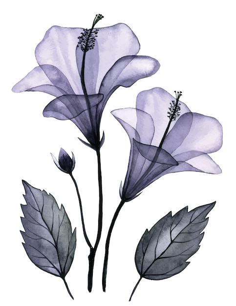 aquarel tekenen. transparante tropische hibiscusbloem. set met bloemen en bladeren, x-ray