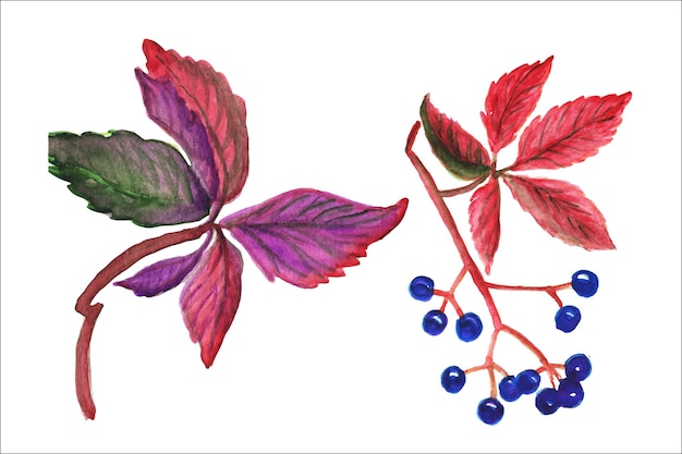 Aquarel tekenen van rood gebladerte en bessen. Aquarel collectie van herfstbladeren, bessen.