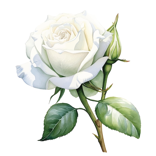 Vector aquarel tekenen witte roos bloem illustratie in realisme stijl vintage