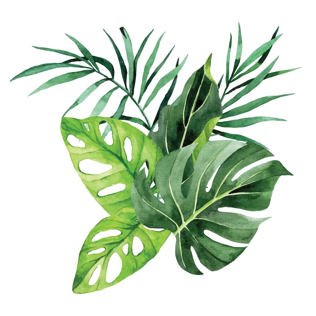 Aquarel tekening. compositie, boeket van tropische palmbladeren, monstera, banaan. regenwoud