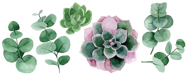 aquarel tekening set cactus en tropische eucalyptus bladeren