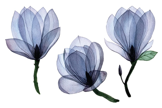 aquarel tekening set met transparante magnolia bloemen transparante bloemen blauwe geïsoleerde elementen