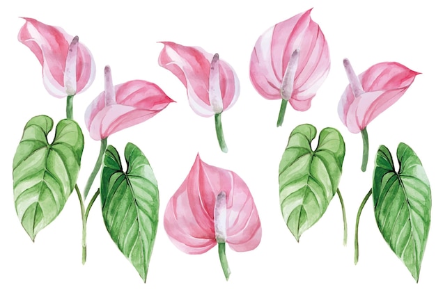 aquarel tekening set van tropische bloemen en bladeren van anthurium tropische bosplanten