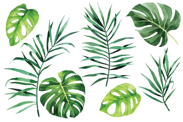 aquarel tekening. tropische bladeren instellen. groene bladeren van palm, monstera, banaan, regenwoudplanten