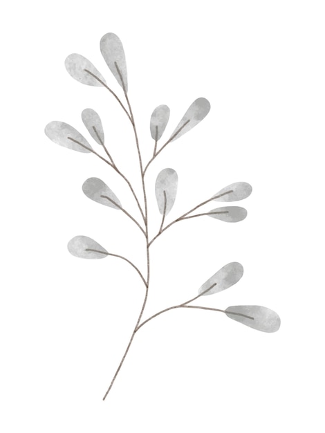 Aquarel trendy pussy willow plant Vector illustratie voor web-app en print Elegant vrouwelijk