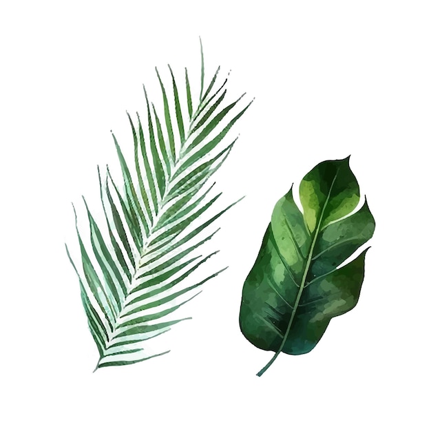 Aquarel tropische palm verlaat exotische plant vectorillustratie