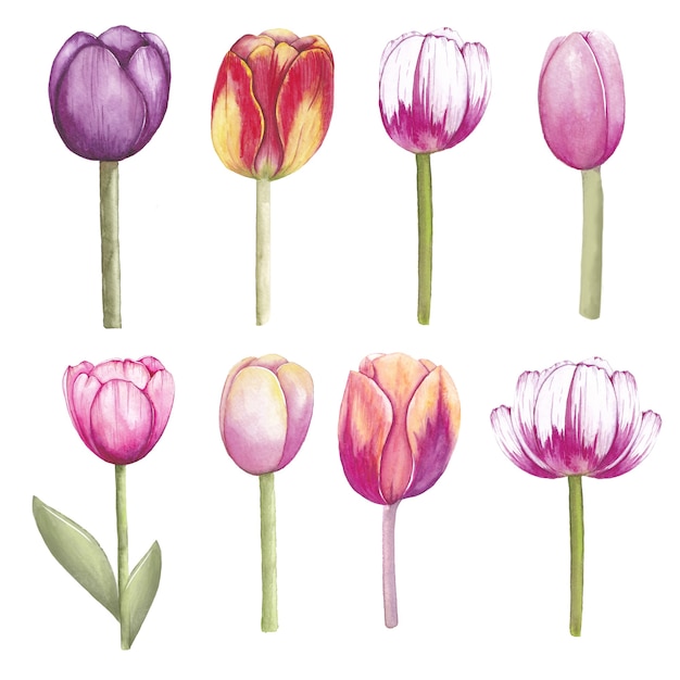 Vector aquarel tulp bloemen geïsoleerd