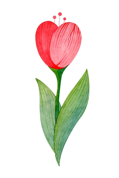 Aquarel tulp