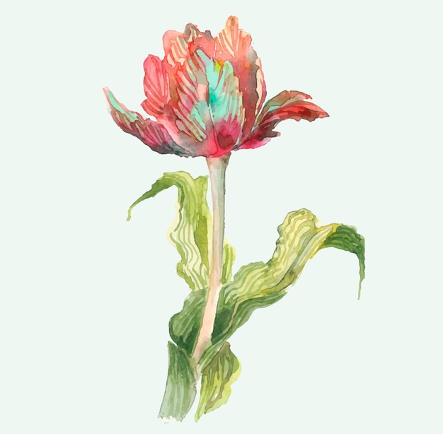 Aquarel Tulpen Botanische illustratie van bloemen