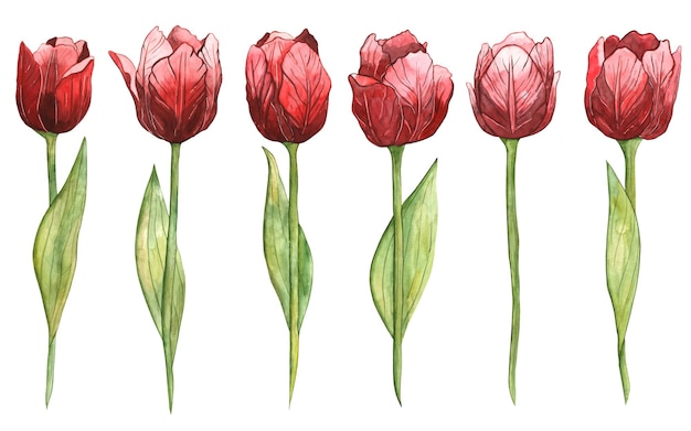 Aquarel tulpen clipart rode bloemen illustratie bundel