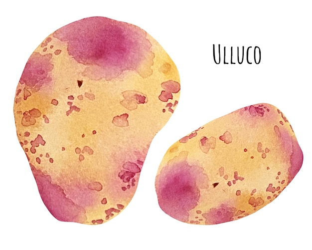 Aquarel Ulluco. Ullucus tuberosus illustratie. Kleurrijke Ullucus knollen, knolgewas.