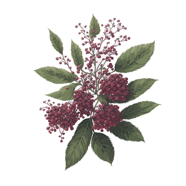 Vector aquarel vector himalaya elderberry fruit clipart bewerkbare witte achtergrond