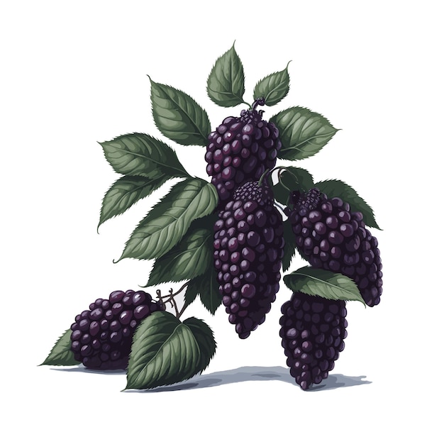 Vector aquarel vector originele boysenberry fruit clipart bewerkbare witte achtergrond