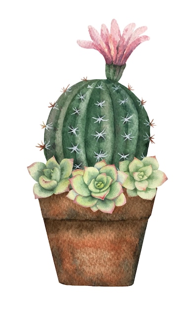 Aquarel vector samenstelling van cactussen en vetplanten in een pot geïsoleerd op een witte achtergrond