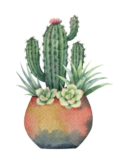 Aquarel vector samenstelling van cactussen en vetplanten in een pot geïsoleerd op een witte achtergrond