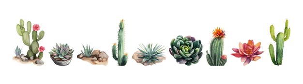 Vector aquarel vector set van cactus en succulente plant illustratie